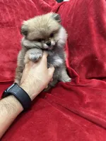 Lady, a female Pomeranian for sale in Valencia, CA – Photo 6 of 10