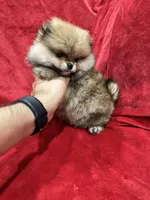 Lady, a female Pomeranian for sale in Valencia, CA – Photo 9 of 10