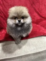 Lady, a female Pomeranian for sale in Valencia, CA – Photo 2 of 10