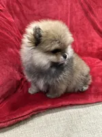 Lady, a female Pomeranian for sale in Valencia, CA – Photo 4 of 10