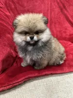 Lady, a female Pomeranian for sale in Valencia, CA – Photo 1 of 10