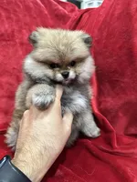 Lady, a female Pomeranian for sale in Valencia, CA – Photo 5 of 10