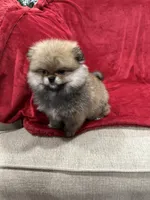 Lady, a female Pomeranian for sale in Valencia, CA – Photo 7 of 10