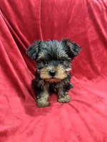 processed/736631a7-b049-4a21-baeb-781eea51105a/listing/dfc113e4-db45-433a-8f3f-4a9548049827/98f96cf1-c383-4ed2-b4c1-d2e475c18bd2