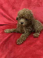 Cooper, a male Poodle - Toy  for sale in Valencia, CA – 3 of 10