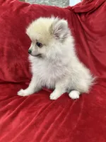 Arnold, a male Pomeranian for sale in Valencia, CA – 4 of 10