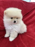 Jordi, a male Pomeranian for sale in Valencia, CA – 9 of 10