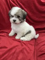 Oliver, a male Shihpoo for sale in Valencia, CA – 6 of 10