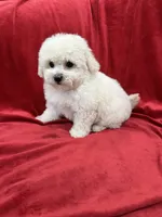 Lucy, a female Maltipoo for sale in Valencia, CA – 2 of 10