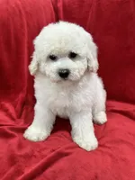 Katty, a female Maltipoo for sale in Valencia, CA – 7 of 9