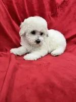 Luna, a female Maltipoo for sale in Valencia, CA – 7 of 10