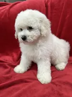 Katty, a female Maltipoo for sale in Valencia, CA – 6 of 9