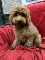Theo, a male Poodle - Toy  for sale in Valencia, CA – 7 of 9