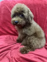 Sammy, a male Poodle - Toy  for sale in Valencia, CA – 8 of 10