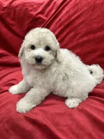 Bruno, a male Maltipoo for sale in Valencia, CA – 2 of 10