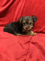Paris, a female Yorkshire Terrier for sale in Valencia, CA – 6 of 10