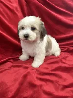 Fiona, a female Shihpoo for sale in Valencia, CA – 2 of 10