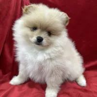 Dina, a female Pomeranian for sale in Valencia, CA – Photo 7 of 10