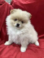 Dina, a female Pomeranian for sale in Valencia, CA – Photo 7 of 10