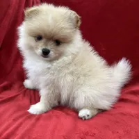 Dina, a female Pomeranian for sale in Valencia, CA – Photo 10 of 10