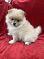 Dina, a female Pomeranian for sale in Valencia, CA – Photo 10 of 10