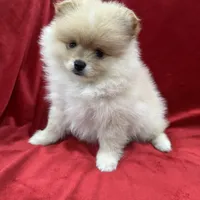 Dina, a female Pomeranian for sale in Valencia, CA – Photo 4 of 10