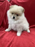 Dina, a female Pomeranian for sale in Valencia, CA – Photo 4 of 10