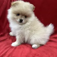 Dina, a female Pomeranian for sale in Valencia, CA – Photo 9 of 10