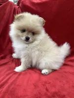 Dina, a female Pomeranian for sale in Valencia, CA – Photo 9 of 10