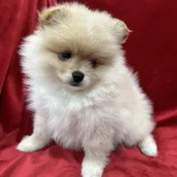 Dina, a female Pomeranian for sale in Valencia, CA – Photo 3 of 10
