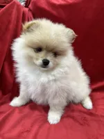 Dina, a female Pomeranian for sale in Valencia, CA – Photo 3 of 10