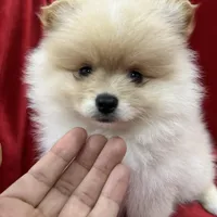 Dina, a female Pomeranian for sale in Valencia, CA – Photo 2 of 10