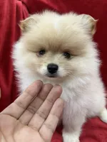 Dina, a female Pomeranian for sale in Valencia, CA – Photo 2 of 10