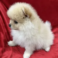 Dina, a female Pomeranian for sale in Valencia, CA – Photo 6 of 10
