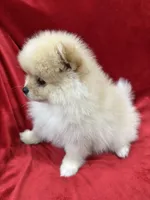 Dina, a female Pomeranian for sale in Valencia, CA – Photo 6 of 10