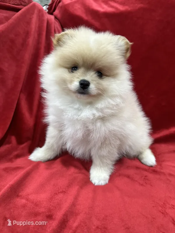Dina, a female Pomeranian for sale in Valencia, CA – Photo 1 of 10