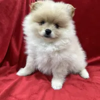 Dina, a female Pomeranian for sale in Valencia, CA – Photo 1 of 10