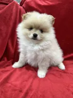 Dina, a female Pomeranian for sale in Valencia, CA – Photo 1 of 10