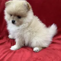 Dina, a female Pomeranian for sale in Valencia, CA – Photo 5 of 10