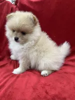 Dina, a female Pomeranian for sale in Valencia, CA – Photo 5 of 10