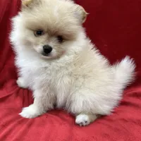 Dina, a female Pomeranian for sale in Valencia, CA – Photo 8 of 10