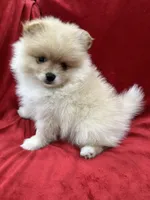 Dina, a female Pomeranian for sale in Valencia, CA – Photo 8 of 10