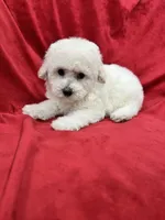 Luna, a female Maltipoo for sale in Valencia, CA – 10 of 10