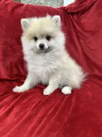 Arnold, a male Pomeranian for sale in Valencia, CA – 1 of 10