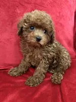 Cooper, a male Poodle - Toy  for sale in Valencia, CA – 5 of 10