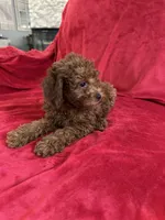 Polo, a male Poodle - Toy  for sale in Valencia, CA – 5 of 10