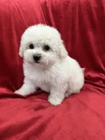 Lucy, a female Maltipoo for sale in Valencia, CA – 9 of 10