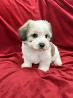 Polo, a male Shihpoo for sale in Valencia, CA – 10 of 10