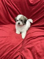 Oliver, a male Shihpoo for sale in Valencia, CA – 5 of 10