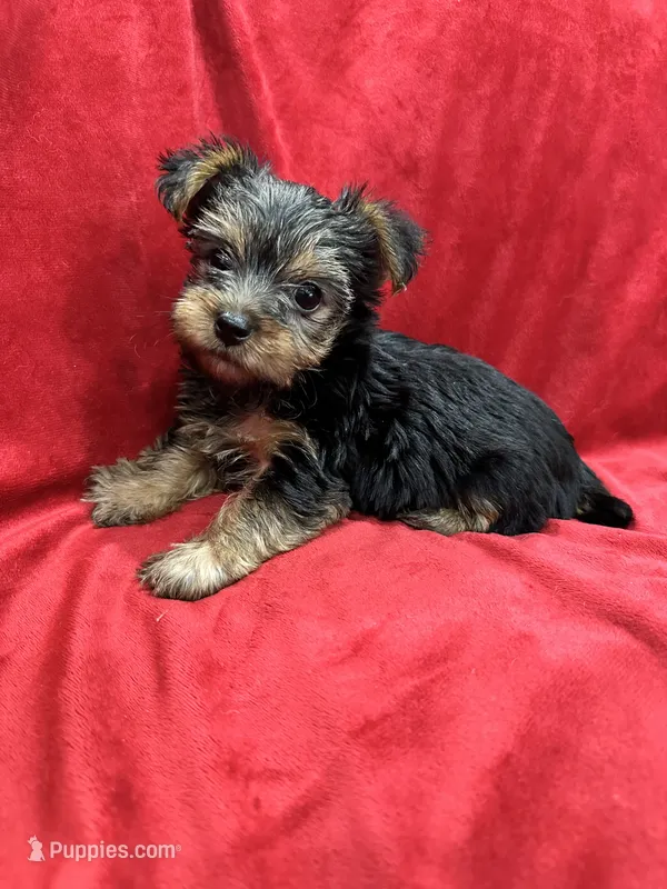 Paris – Yorkshire Terrier puppy for sale in Valencia, CA